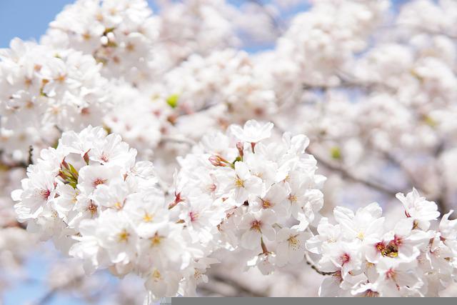 japanese cherry blossoms 6125088 640