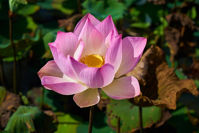 plant flower lotus