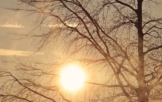morning sun dawn tree