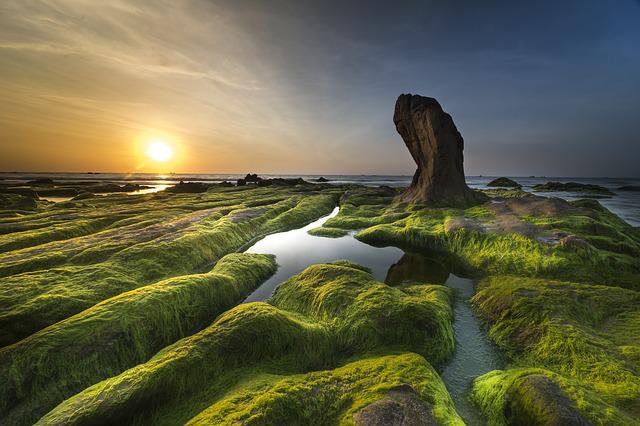 sea coast algae