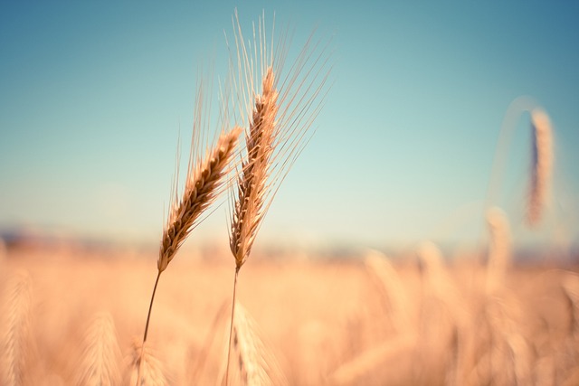 wheat ear dry