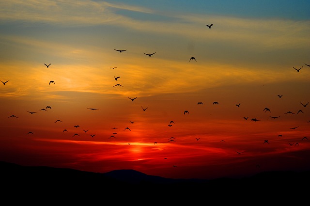 birds silhouette mountains