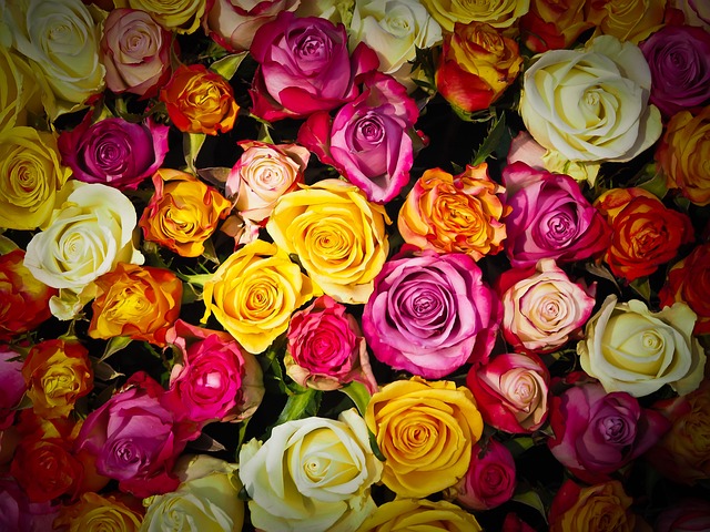 bouquet of roses bouquet roses