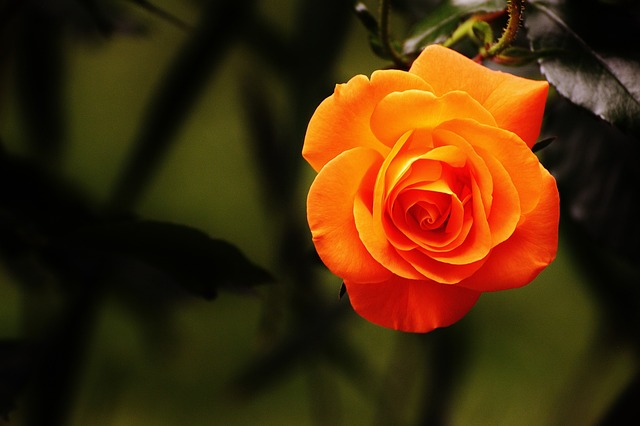 orange flower orange rose rose