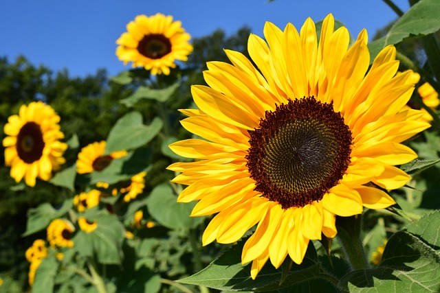 sunflower yellow flower