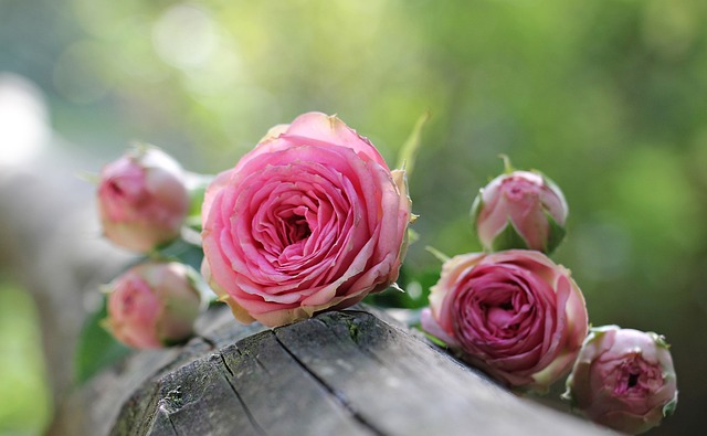 pink roses petals roses