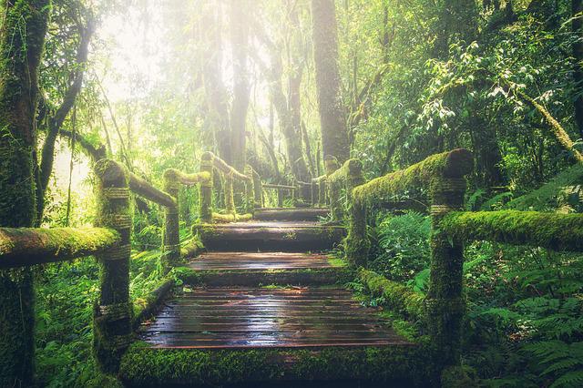 steps pathway jungle