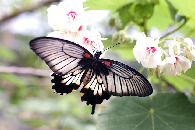 flowers wings butterfly