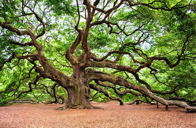 huge tree oak tree