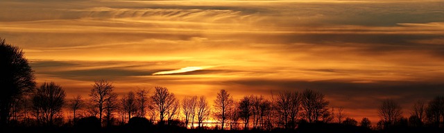 sunset trees panorama