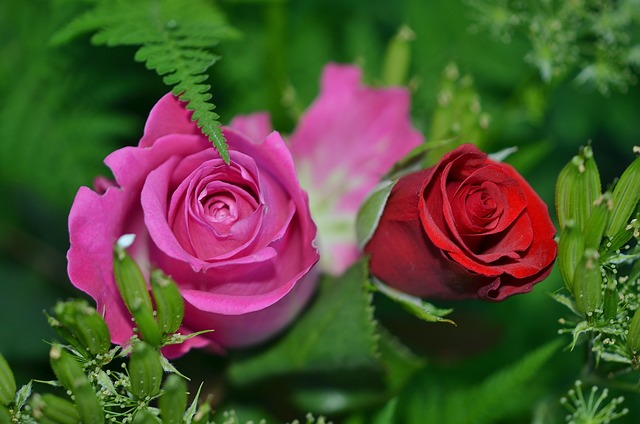 garden flowers roses