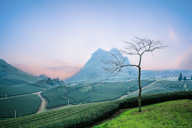 moc chau tea hills eart tea plantation tea plantation