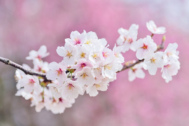 spring cherry blossoms landscape