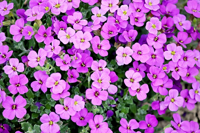 petals flowers purple