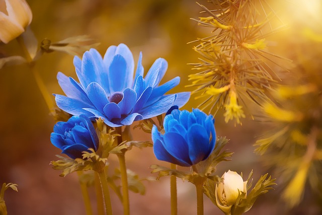 flowers blue anemone