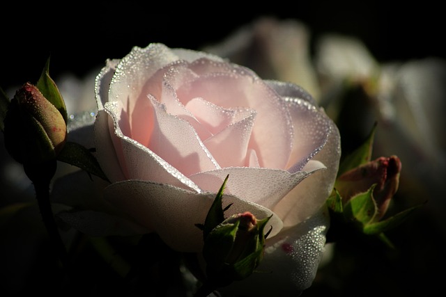 pink rose dew