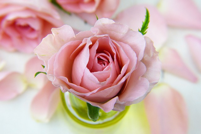 flower pink rose rose