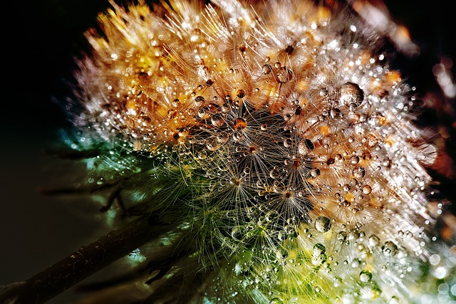 dew dandelion flower
