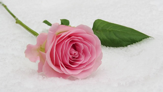 blossom winter rose rose