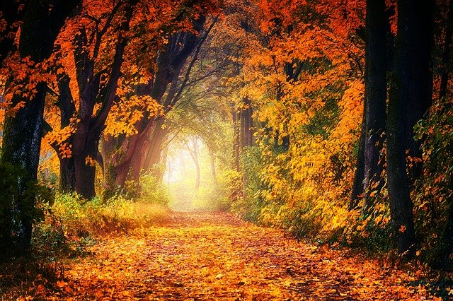fall path avenue