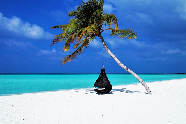 hammock maldives palm tree