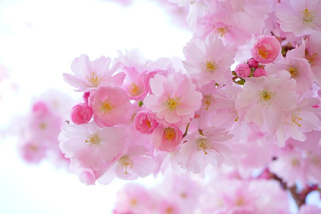 cherry blossoms pink flowers