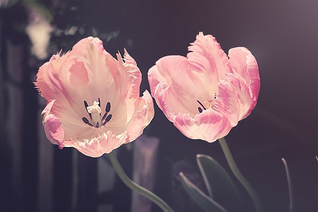 tulips garden garden flowers