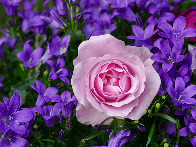 flower bluebells rose