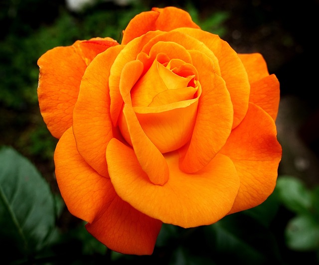 flower orange rose rose
