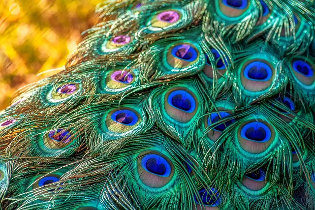 peacock feathers plumage peacock