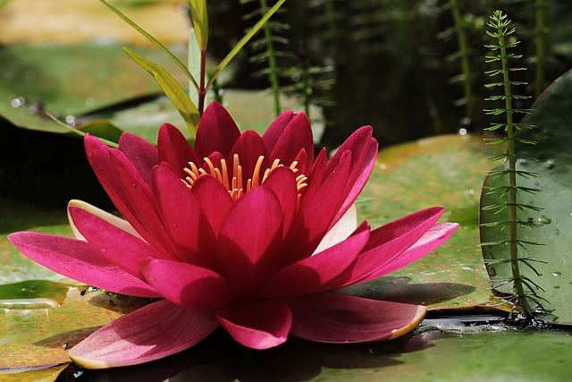 water lily pond flower