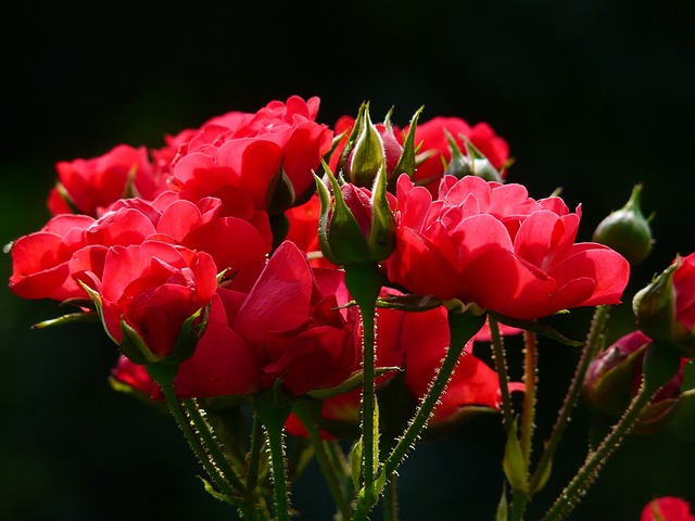 roses bud flowers