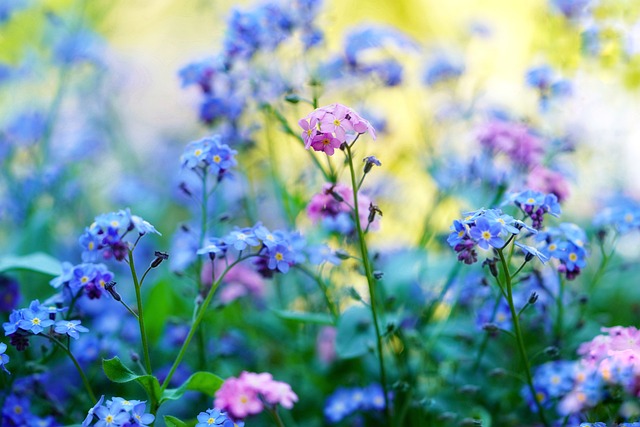 spring flowers forget me not pointed flower