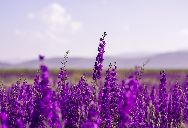 purple flowers lavender