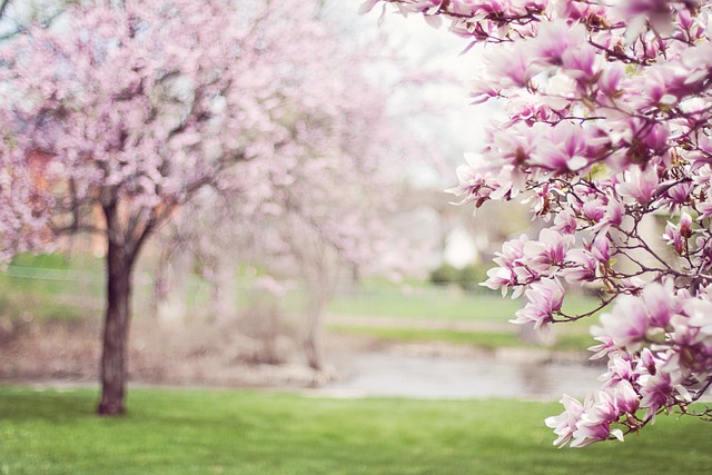 pink flowers magnolia trees springtime
