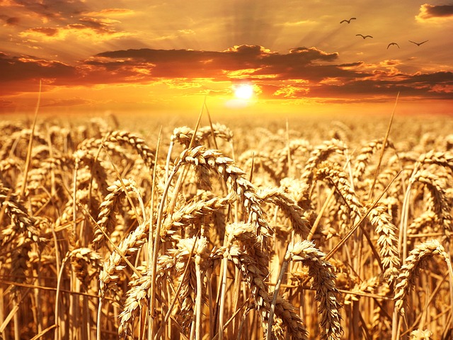 wheat sunset field