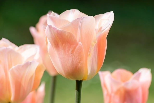 flower tulip plant