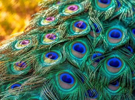 peacock g7fb7b18d9 640